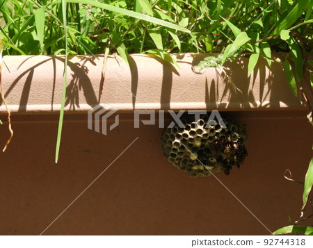 用花盆和紙黃蜂做的蜂箱 3 92744318