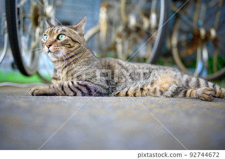 Kijitra cat in a bicycle storage area Kijitra cat in a bicycle storage area 92744672
