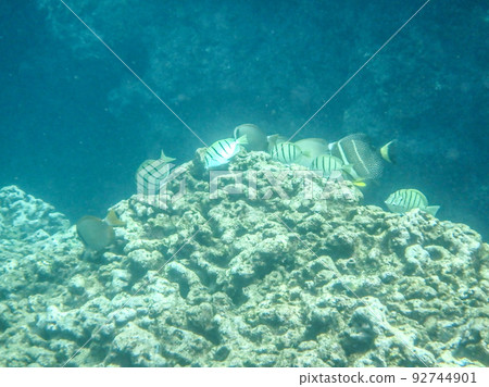 sharks cove snorkeling in oahu hawaii north shore 92744901
