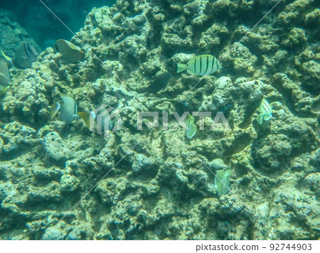 sharks cove snorkeling in oahu hawaii north shore 92744903