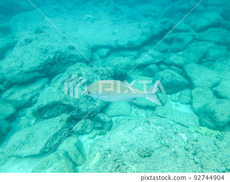sharks cove snorkeling in oahu hawaii north shore 92744904