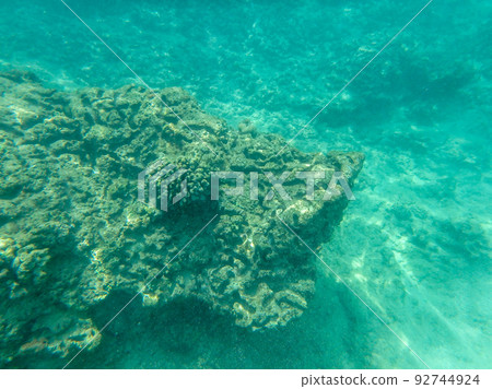 sharks cove snorkeling in oahu hawaii north shore 92744924