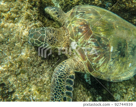 sharks cove snorkeling in oahu hawaii north shore 92744939