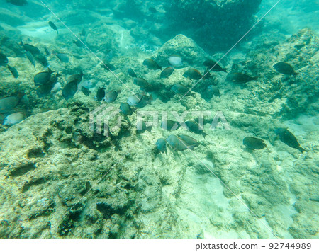 sharks cove snorkeling in oahu hawaii north shore 92744989