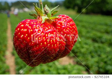 ripe red strawberry ready to pick at a local farm 92745104