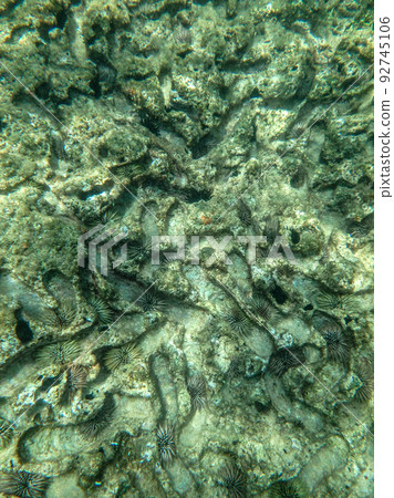 sharks cove snorkeling in oahu hawaii north shore 92745106