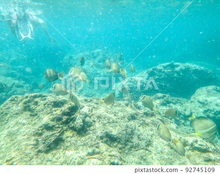 sharks cove snorkeling in oahu hawaii north shore 92745109
