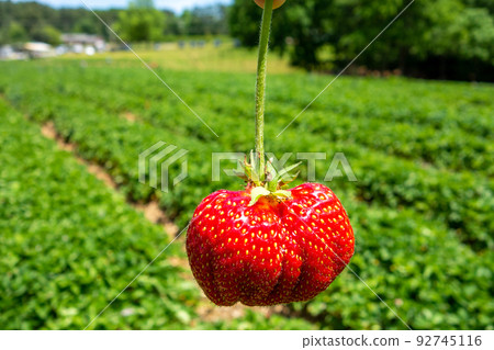 ripe red strawberry ready to pick at a local farm 92745116