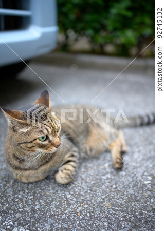 Petticoat cat in the parking lot Petticoat cat in the parking lot 92745132