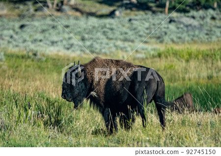 yeallowstone national park bison grazing at day light 92745150