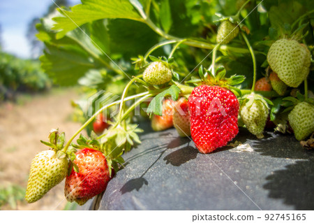 ripe red strawberry ready to pick at a local farm 92745165