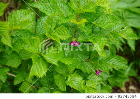 Summer Hachimantai is a flower garden Safflower strawberry 92745584