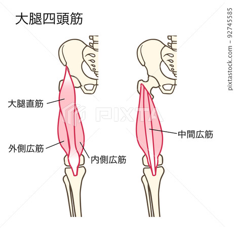 股四頭肌，大腿肌肉，膝蓋伸展肌肉，命名 92745585