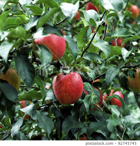 Apple tree Apple tree 92745745