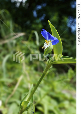 開花在草叢中的藍紫色野草花 開花在草叢中的藍紫色野草花 92745971