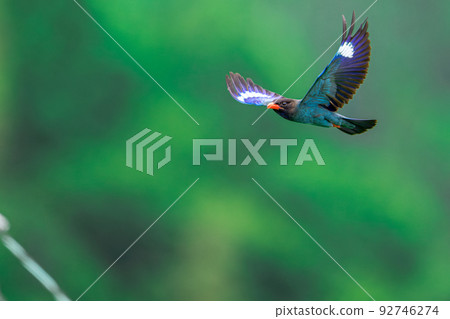 Flying Forest Jewel Roller Flying Forest Jewel Roller 92746274