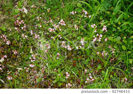 夏天八幡平是花園岩神 92746433