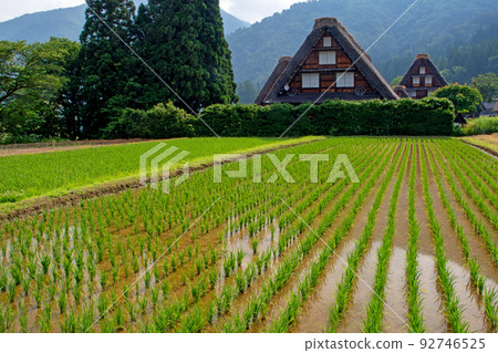 水稻種植後,春天的白川鄉 水稻種植後,春天的白川鄉 92746525