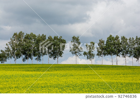 Nanohana field in full bloom in autumn, Biei Nanohana field in full bloom in autumn, Biei 92746836