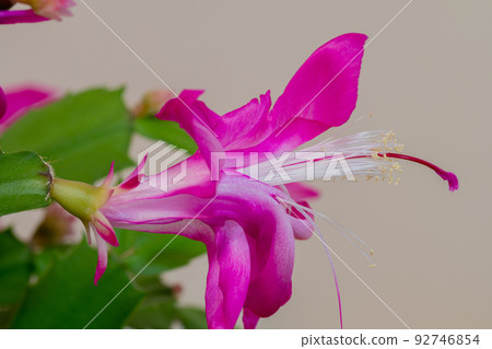 Pink cactus flower Pink cactus flower 92746854