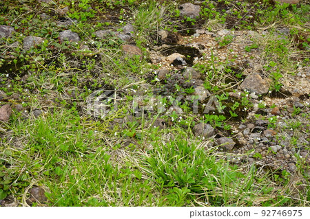 Hachimantai in summer is a flower field 92746975