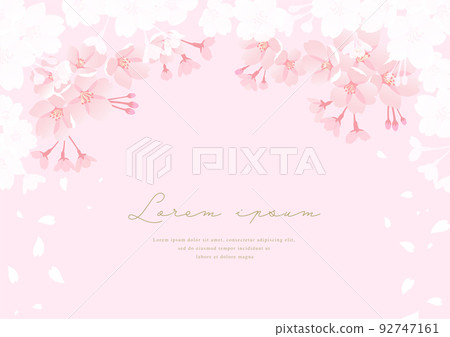 Background of cherry blossoms in full bloom Background of cherry blossoms in full bloom 92747161