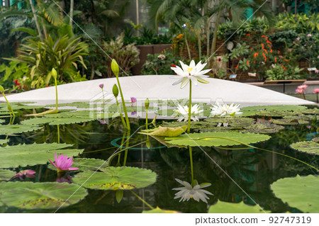 Kusatsu City, Shiga Prefecture Aquatic Botanical Park Mizunomori Greenhouse Water lotus flower floating in the pond of Lotus Building 92747319