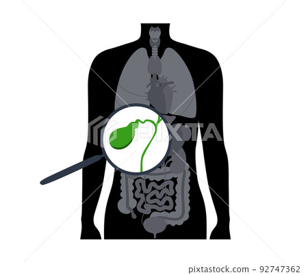 gallbladder anatomy poster gallbladder anatomy poster 92747362