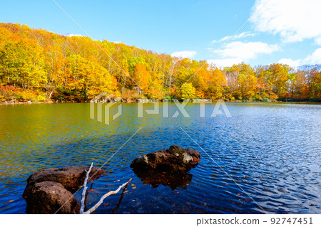 千人池(笹嶺高原)的紅葉 千人池(笹嶺高原)的紅葉 92747451