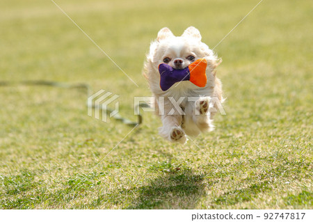 長外套吉娃娃吉娃娃帶著玩具在草坪上快樂地奔跑(帶皮帶) 長外套吉娃娃吉娃娃帶著玩具在草坪上快樂地奔跑(帶皮帶) 92747817