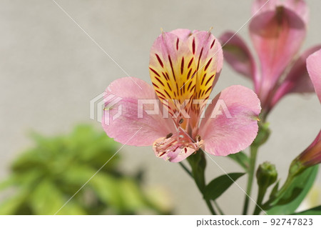 六出粉紅色的花朵 [明亮的背景] 92747823