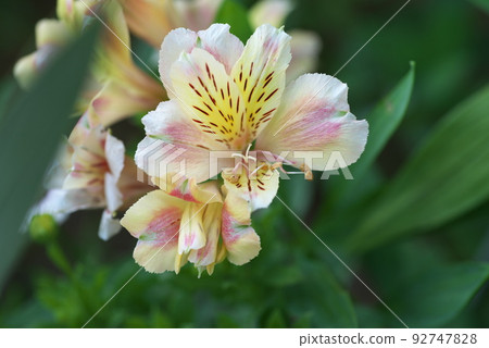 六出黃花【綠色背景】 六出黃花【綠色背景】 92747828