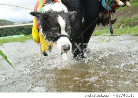 Border Collie walking in shallow river water with owner Border Collie walking in shallow river water with owner 92748115