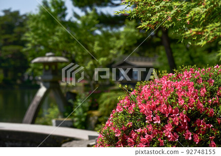 Kenrokuen where azaleas bloom beautifully Kenrokuen where azaleas bloom beautifully 92748155