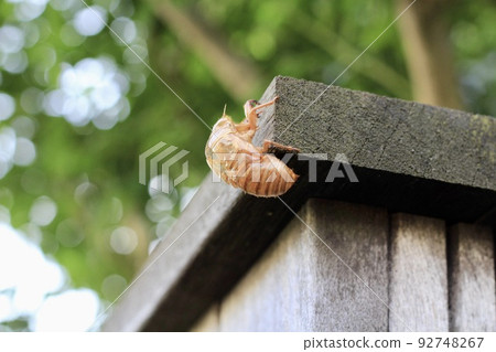 A cicada shell perched on a wooden pillar of a residential street sign A cicada shell perched on a wooden pillar of a residential street sign 92748267