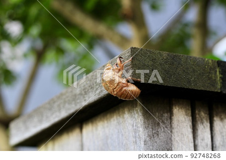 A cicada shell perched on a wooden pillar of a residential street sign A cicada shell perched on a wooden pillar of a residential street sign 92748268