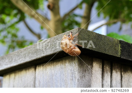 A cicada shell perched on a wooden pillar of a residential street sign A cicada shell perched on a wooden pillar of a residential street sign 92748269