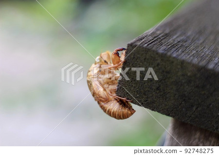 A cicada shell perched on a wooden pillar of a residential street sign A cicada shell perched on a wooden pillar of a residential street sign 92748275