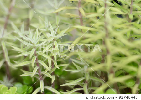多年生草與水滴 多年生草與水滴 92748445