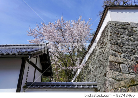 櫻花盛開與藍天寺院的合作場景@奈良 櫻花盛開與藍天寺院的合作場景@奈良 92748460