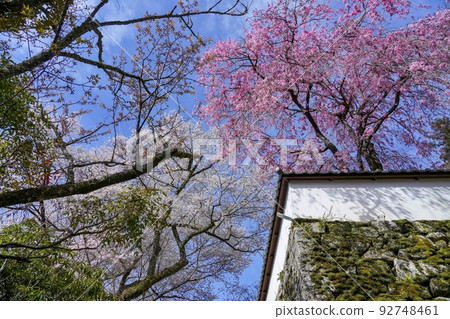 盛開的垂枝櫻花與藍天映襯的染井吉野櫻花的合作場景@奈良 盛開的垂枝櫻花與藍天映襯的染井吉野櫻花的合作場景@奈良 92748461