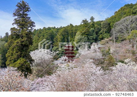 被盛開的櫻花包圍的五層寶塔的風景@奈良 被盛開的櫻花包圍的五層寶塔的風景@奈良 92748463