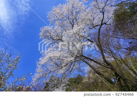 盛開的櫻花仰望藍天背景@奈良 盛開的櫻花仰望藍天背景@奈良 92748466