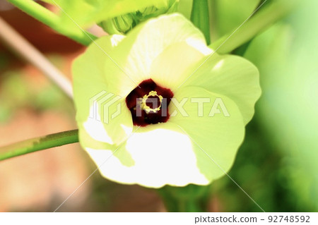 Close-up of a single okra flower 92748592