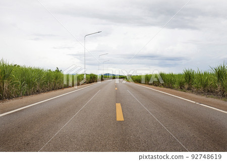 Sugar cane field and asphalt road with lighting pole Sugar cane field and asphalt road with lighting pole 92748619