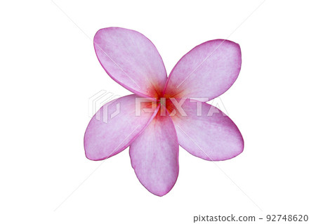 Frang flower isolated on white background with clipping path Frang flower isolated on white background with clipping path 92748620