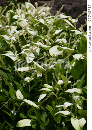 Hangesou blooming in the garden of Ryosokuin, Kyoto Prefecture Hangesou blooming in the garden of Ryosokuin, Kyoto Prefecture 92748715
