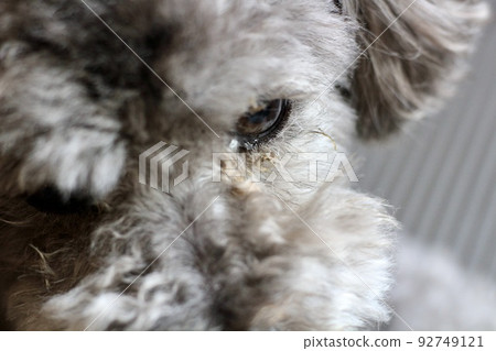 A close-up of the face of a toy poodle with eye dandruff A close-up of the face of a toy poodle with eye dandruff 92749121