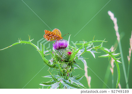 長野縣奇諾市初夏射擊池塘 92749189