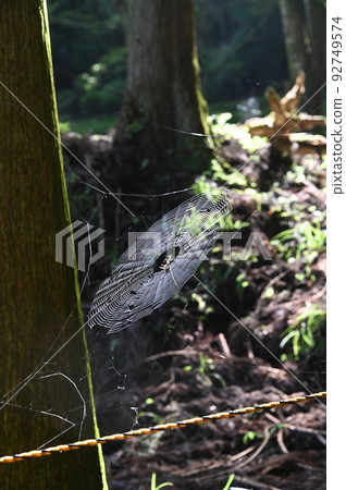 Big spider web 92749574